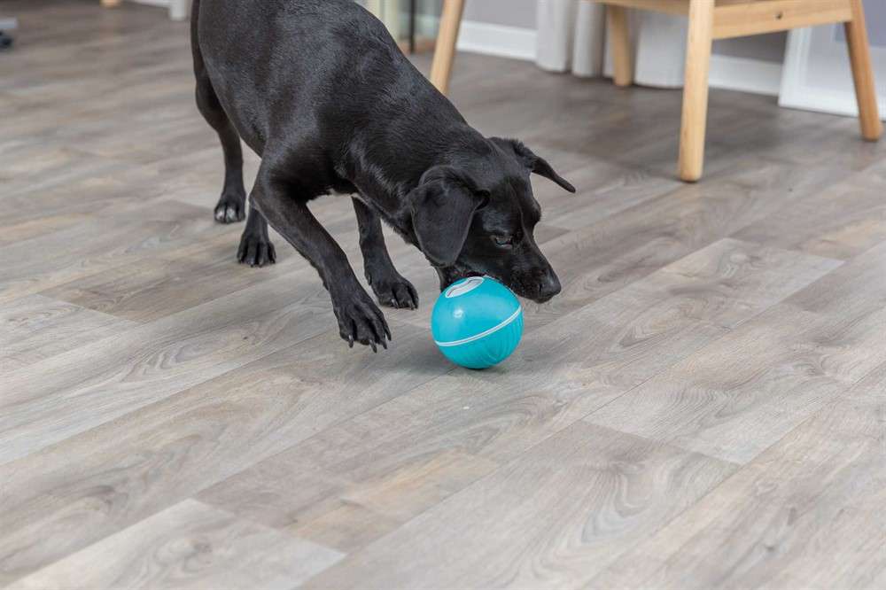 DOG_33414-33415-33416-1