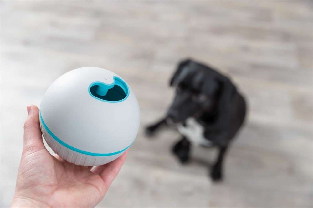 DOG_33414-33415-33416-5