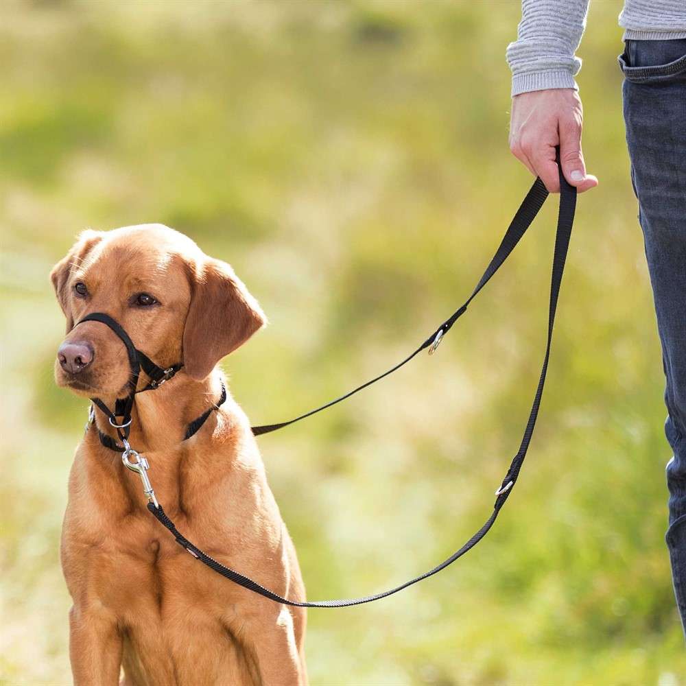 DOG_Labrador-Lika-Trainingsgeschirr-TopTrainer-Wiese-2_